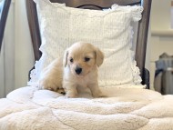 Kaninchen-Dachshund103