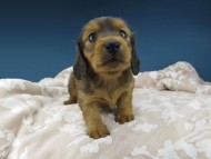 Kaninchen-Dachshund1032 Kaninchen-Dachshund1032