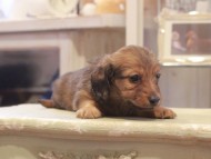 Kaninchen-Dachshund1032 Kaninchen-Dachshund1032