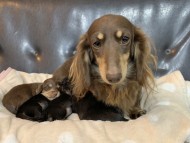 Kaninchen-Dachshund10346504 Kaninchen-Dachshund10346504