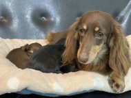 Kaninchen-Dachshund10346507 Kaninchen-Dachshund10346507