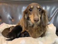 Kaninchen-Dachshund10346508 Kaninchen-Dachshund10346508