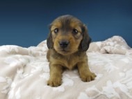 Kaninchen-Dachshund1040