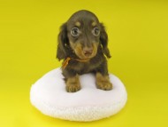 Kaninchen-Dachshund1043