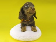Kaninchen-Dachshund1045