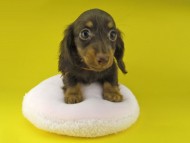Kaninchen-Dachshund1046