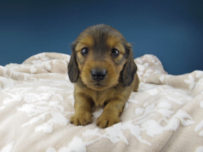 カニンヘン ダックスフンド トマト & オスカーの子犬 レッド 男の子
