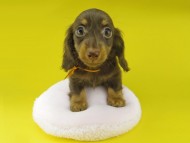 Kaninchen-Dachshund1047