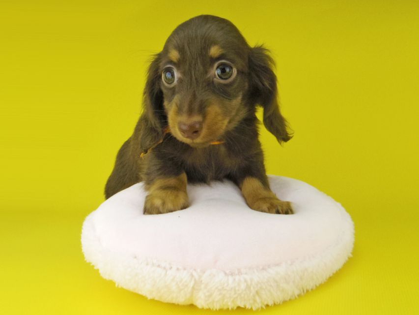 カニンヘン ダックスフンド プラム & ナイトの子犬 チョコタン 女の子（2）