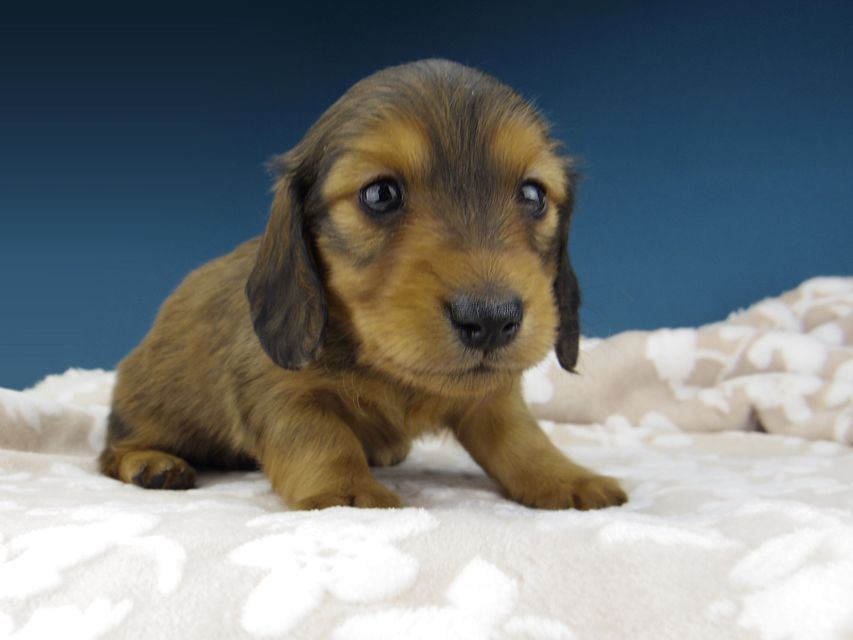 カニンヘン ダックスフンド トマト & オスカーの子犬 レッド 男の子