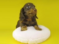 Kaninchen-Dachshund1050