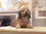 Kaninchen-Dachshund1054