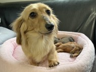 Kaninchen-Dachshund10575950 Kaninchen-Dachshund10575950