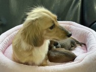 Kaninchen-Dachshund10575951