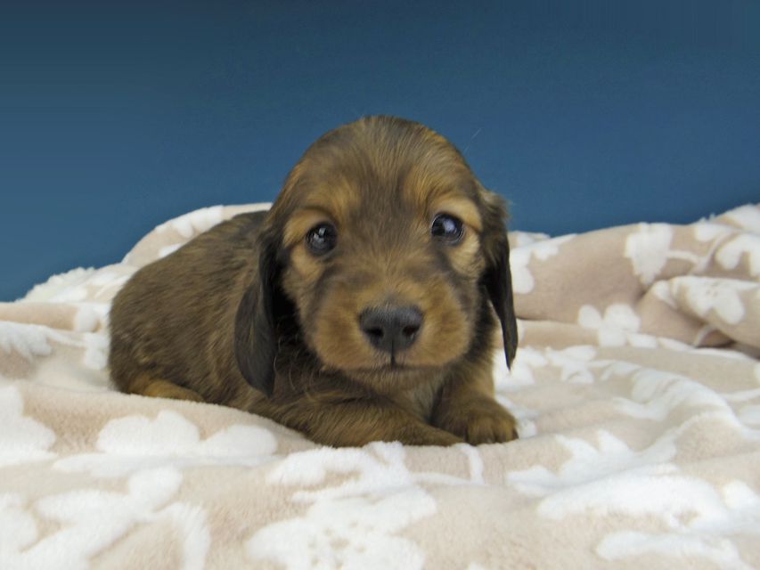 カニンヘン ダックスフンド トマト & オスカーの子犬 レッド 女の子