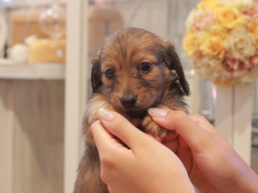 カニンヘン ダックスフンド ユーツー&スカッシュの子犬 レッド 男の子