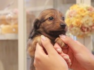 Kaninchen-Dachshund1068