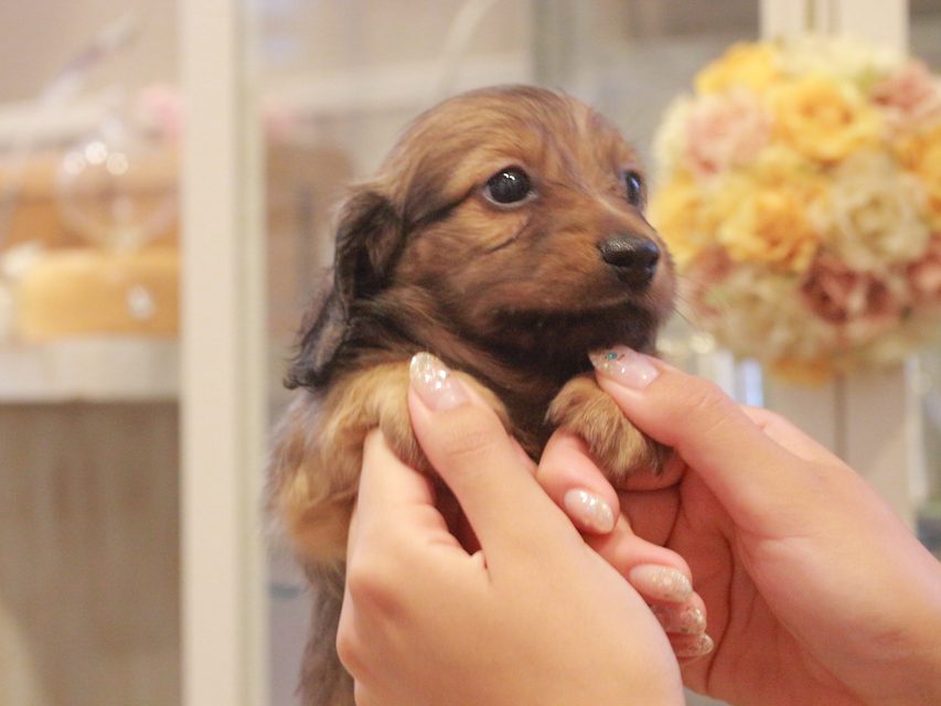 カニンヘン ダックスフンド ユーツー&スカッシュの子犬 レッド 男の子