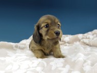 Kaninchen-Dachshund1069