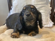 Kaninchen-Dachshund107 Kaninchen-Dachshund107