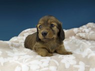 Kaninchen-Dachshund1070