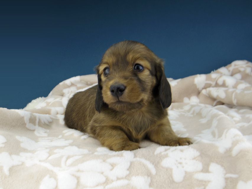 カニンヘン ダックスフンド トマト & オスカーの子犬 レッド 女の子