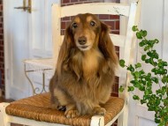 Kaninchen-Dachshund107 Kaninchen-Dachshund107