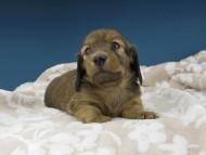 Kaninchen-Dachshund1071