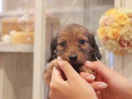 Kaninchen-Dachshund1071 Kaninchen-Dachshund1071