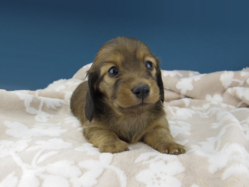 カニンヘン ダックスフンド トマト & オスカーの子犬 レッド 女の子