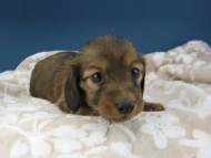 Kaninchen-Dachshund1073
