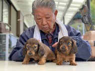 Kaninchen-Dachshund107