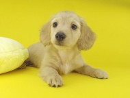 Kaninchen-Dachshund107978 Kaninchen-Dachshund107978