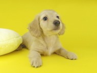 Kaninchen-Dachshund107981 Kaninchen-Dachshund107981