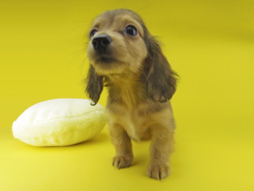 カニンヘン ダックスフンド キュア & スカッシュの子犬 レッド 女の子