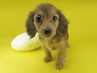 Kaninchen-Dachshund108003 Kaninchen-Dachshund108003