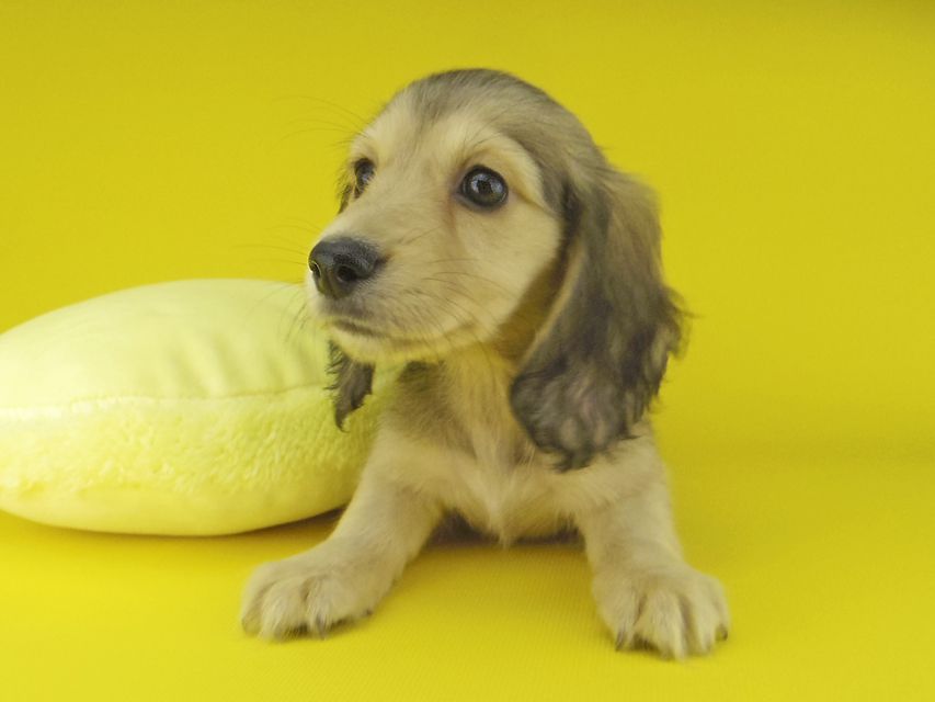 カニンヘン ダックスフンド キュア & スカッシュの子犬 イエロー（クリーム） 女の子