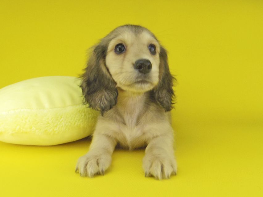 カニンヘン ダックスフンド キュア & スカッシュの子犬 イエロー（クリーム） 女の子