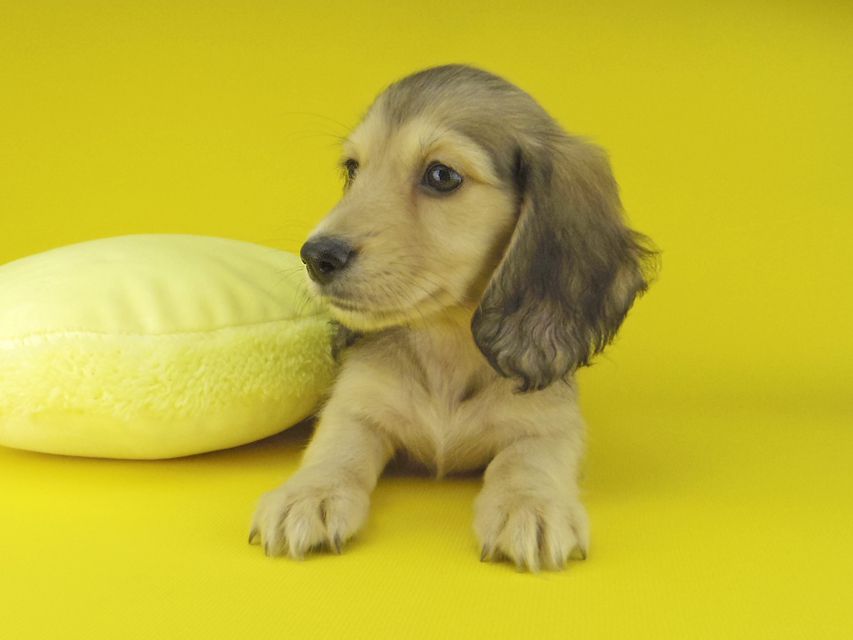 カニンヘン ダックスフンド キュア & スカッシュの子犬 イエロー（クリーム） 女の子