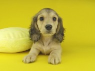 Kaninchen-Dachshund108017 Kaninchen-Dachshund108017