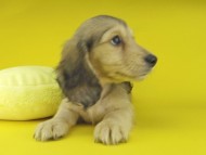 Kaninchen-Dachshund108020 Kaninchen-Dachshund108020