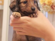 Kaninchen-Dachshund1085 Kaninchen-Dachshund1085