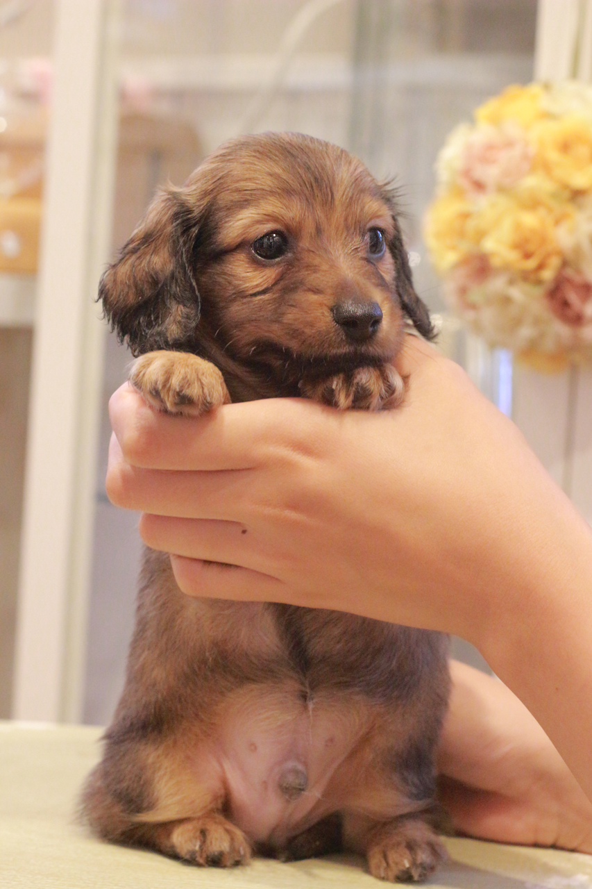 カニンヘン ダックスフンド ユーツー&スカッシュの子犬 レッド 男の子