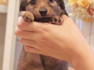 Kaninchen-Dachshund1087