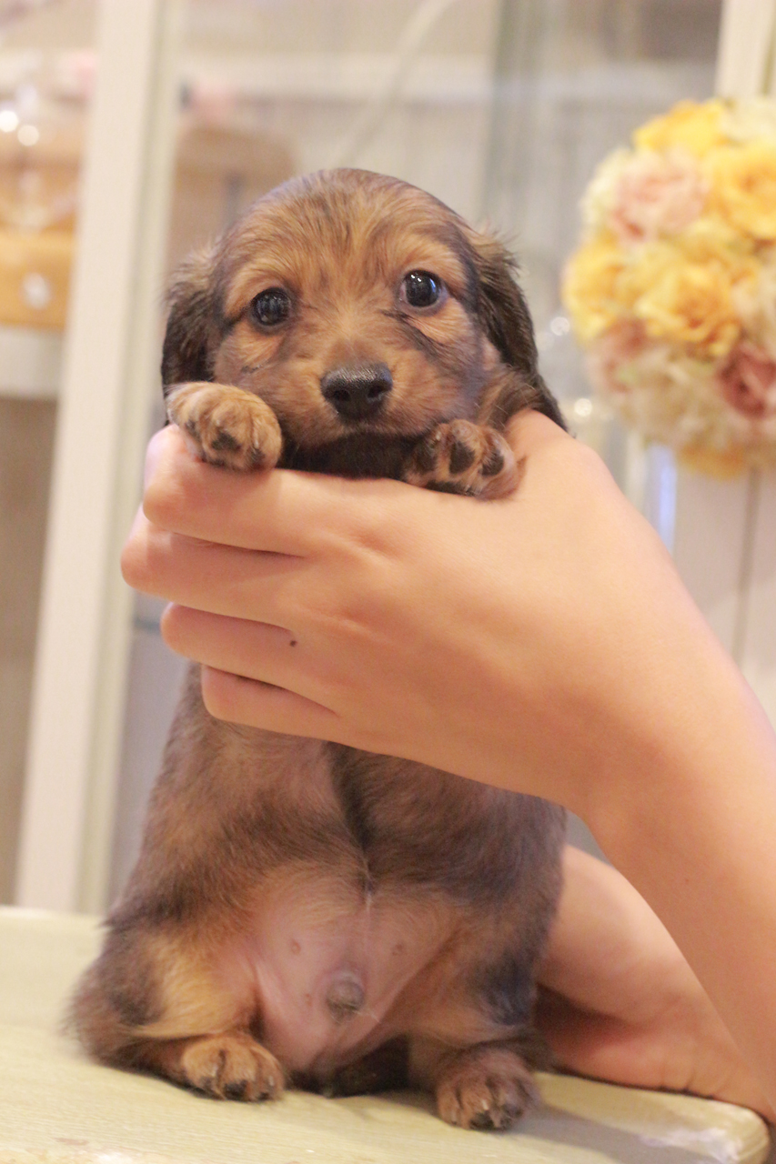 カニンヘン ダックスフンド ユーツー&スカッシュの子犬 レッド 男の子