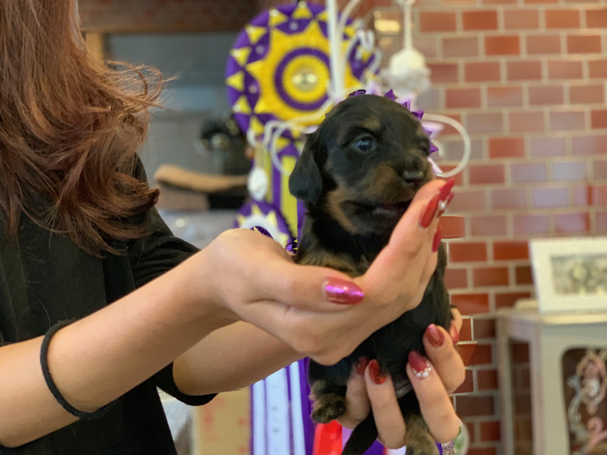 カニンヘン ダックスフンド ピノ & ブルースの子犬 ブラックイエロー（ブラッククリーム） 女の子