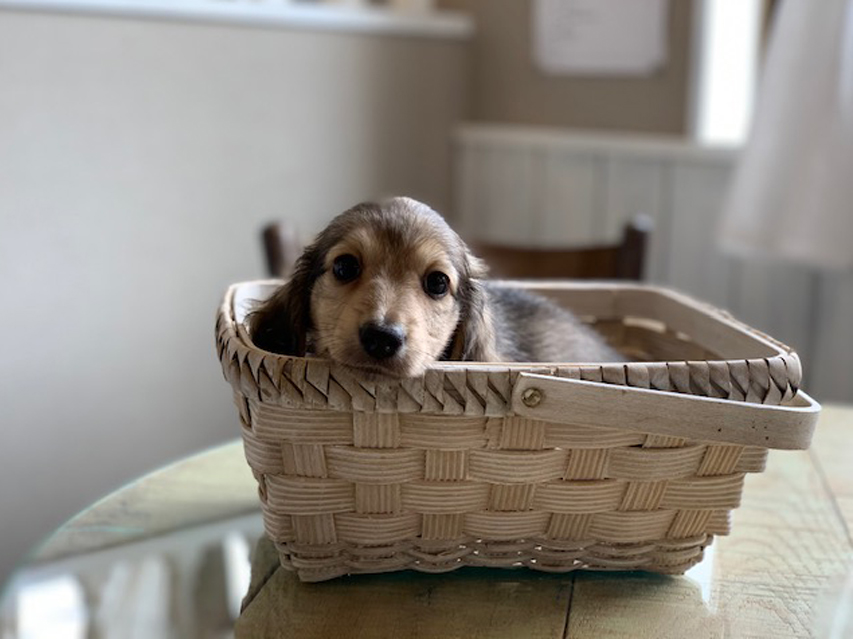 カニンヘン ダックスフンド リン & スカッシュの子犬 シェーデットイエロー(シェーデットクリーム) 男の子(1)Kaninchen-Dachshund1 カニンヘン ダックスフンド リン & スカッシュの子犬 シェーデットイエロー(シェーデットクリーム) 男の子(1)