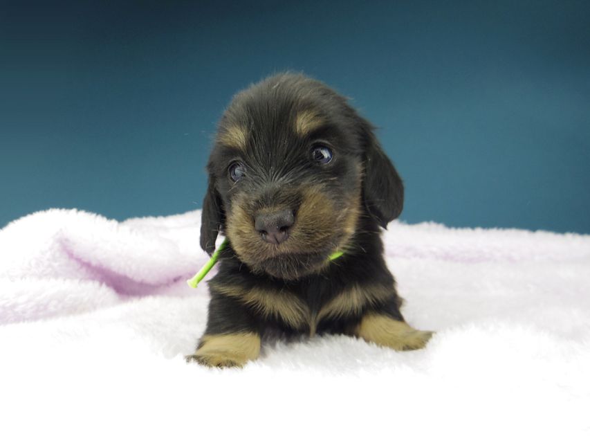 カニンヘン ダックスフンド ひなプリ & ナイトの子犬 ブラックイエロー（ブラッククリーム） 男の子