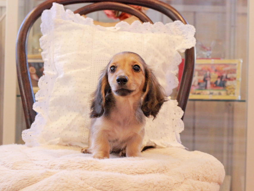 カニンヘン ダックスフンド まめms & 竹千代CHの子犬 シェーデットイエロー(シェーデットクリーム) 女の子(1)Kaninchen-Dachshund110 カニンヘン ダックスフンド まめms & 竹千代CHの子犬 シェーデットイエロー(シェーデットクリーム) 女の子(1)