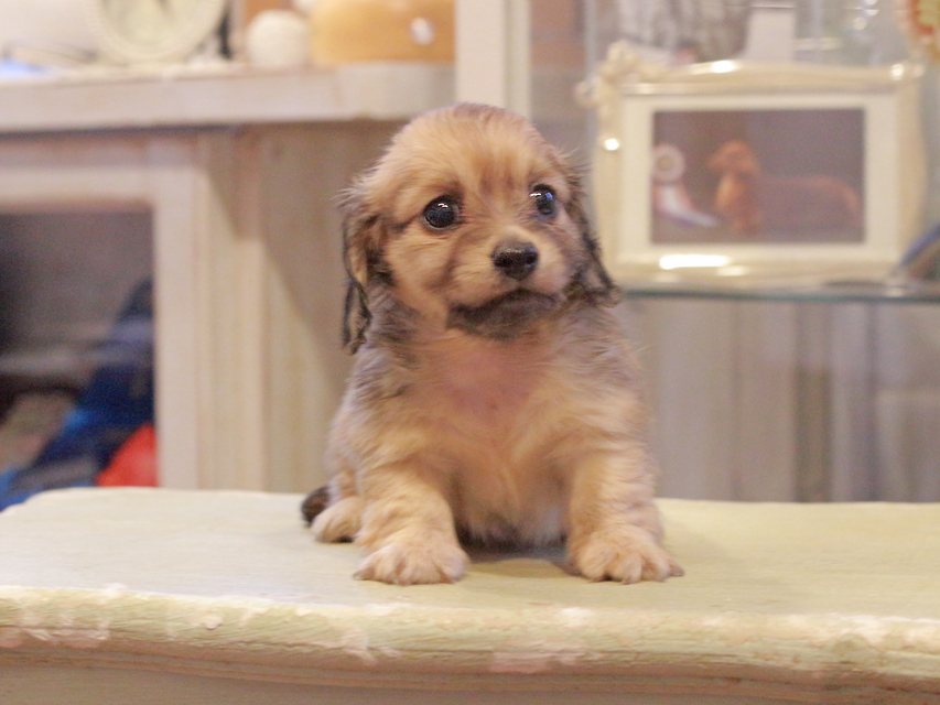 カニンヘン ダックスフンド ユーツー&スカッシュの子犬 イエロー(クリーム) 女の子Kaninchen-Dachshund1101 カニンヘン ダックスフンド ユーツー&スカッシュの子犬 イエロー(クリーム) 女の子